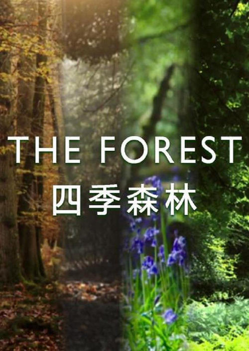 The Forest